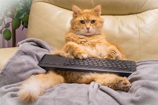 Computer cat