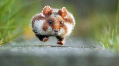 Running Hampster