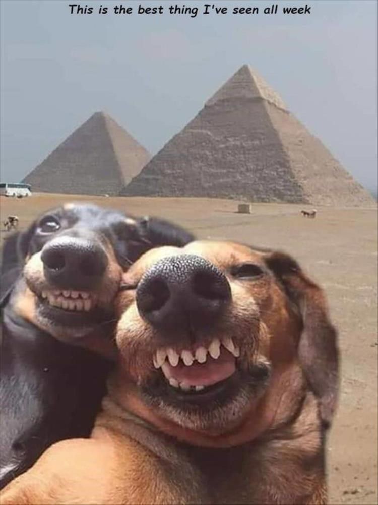 Happy Dogs in Egypt