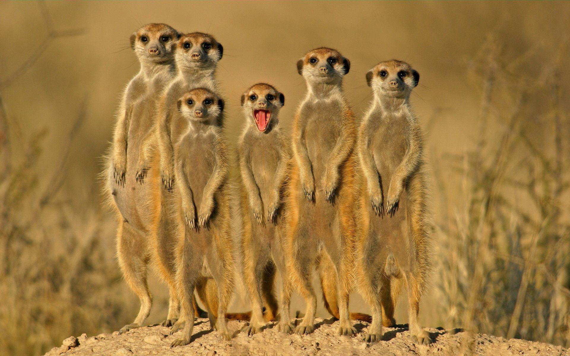 Gang of Mercats